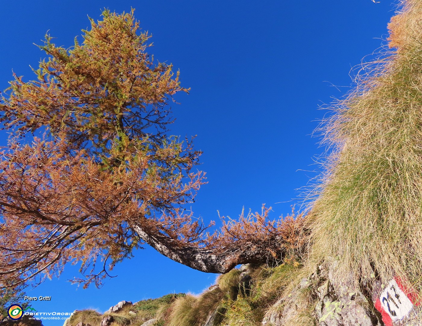 11 Larice radicato nella roccia  splendente di colori autunnali.JPG